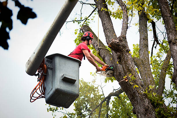 Best Large Tree Removal  in Highland Park, TX